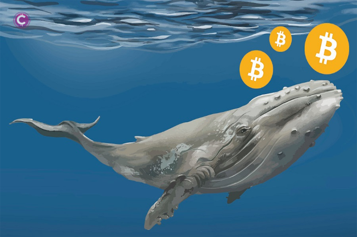 Profit-seeking or capitulation?Since 2018, Bitcoin Whale has moved 32 thousand dormant BTC.